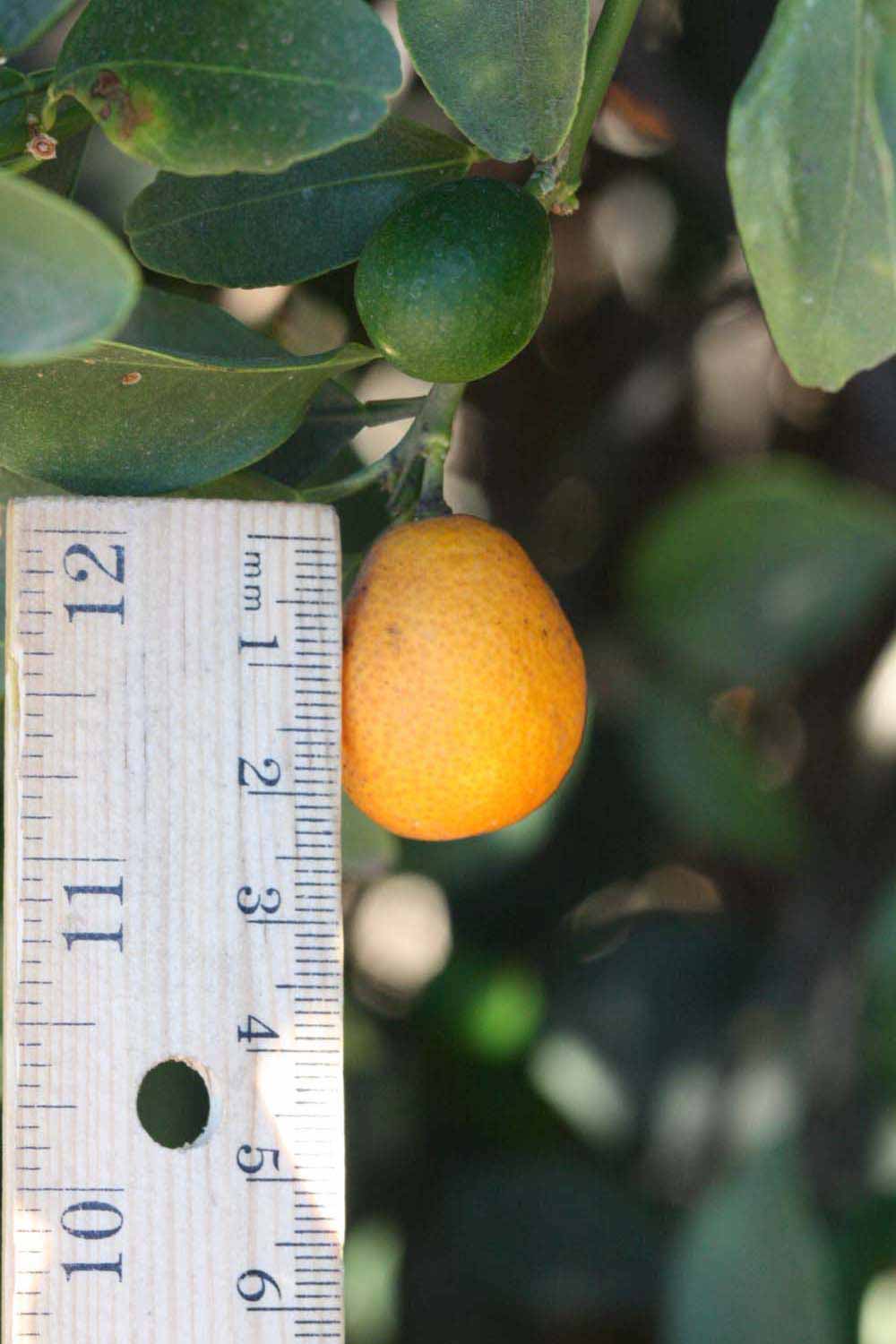            Fruit (Riverside, CA)   